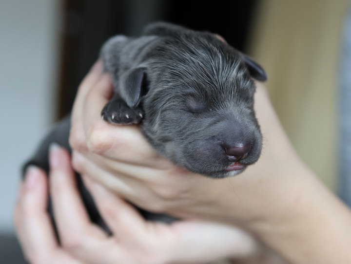 chinook puppy